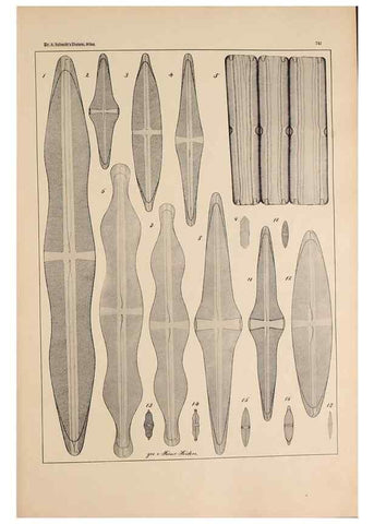 Reproducción/Reproduction 49352419476: Atlas der Diatomaceen-Kunde /. Leipzig :O.R. Reisland,[1874-19.. 
