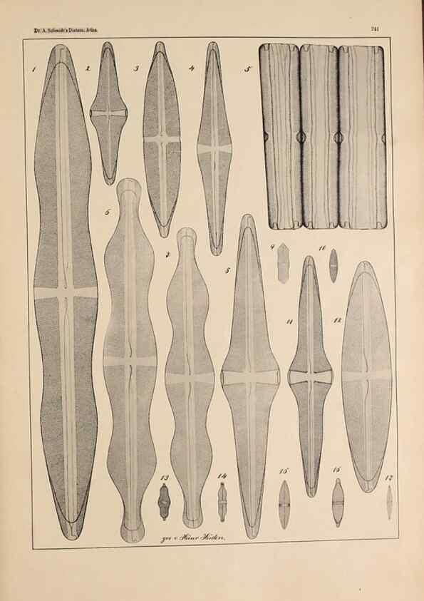 Reproducción/Reproduction 49352419476: Atlas der Diatomaceen-Kunde /. Leipzig :O.R. Reisland,[1874-19.. 