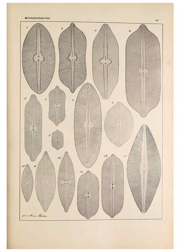 Reproducción/Reproduction 49352420131: Atlas der Diatomaceen-Kunde /. Leipzig :O.R. Reisland,[1874-19.. 