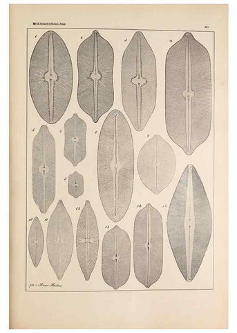 Reproducción/Reproduction 49352420131: Atlas der Diatomaceen-Kunde /. Leipzig :O.R. Reisland,[1874-19.. 