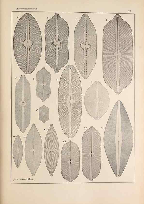Reproducción/Reproduction 49352420131: Atlas der Diatomaceen-Kunde /. Leipzig :O.R. Reisland,[1874-19.. 