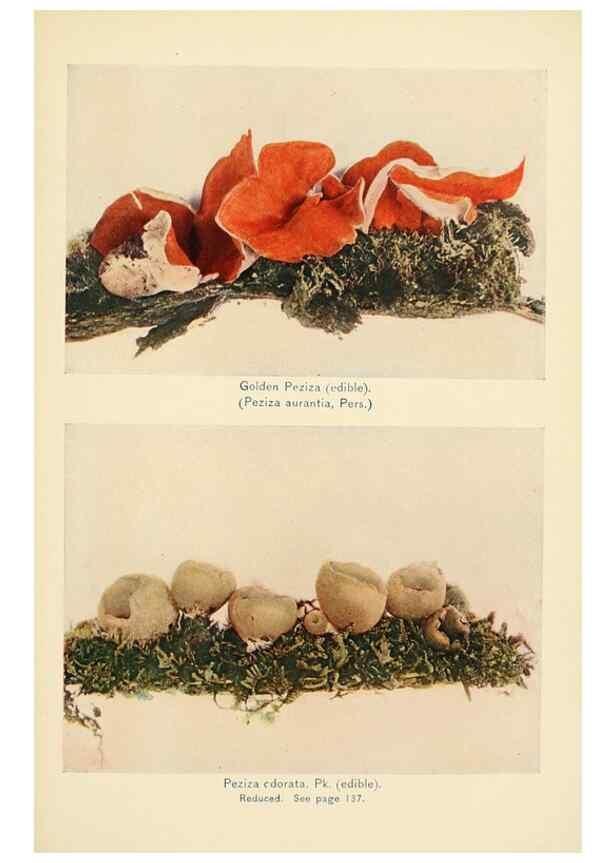 Reproducción/Reproduction 49345314298: The mushroom book.. New York,Doubleday, Page,1901.. 