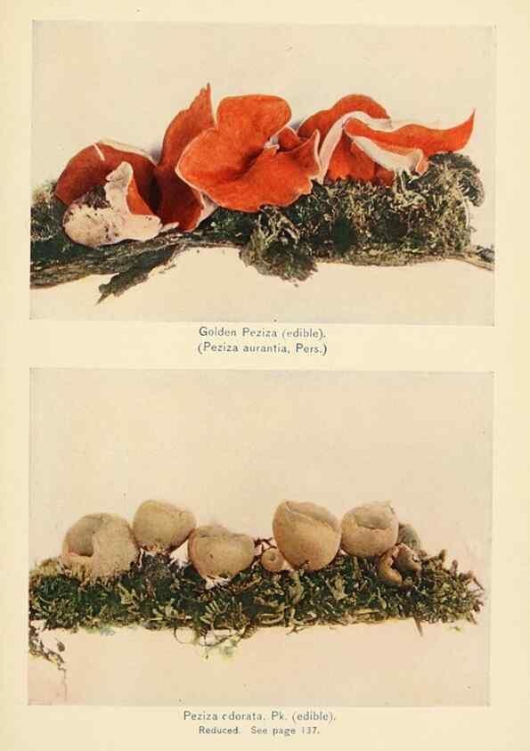 Reproducción/Reproduction 49345314298: The mushroom book.. New York,Doubleday, Page,1901.. 