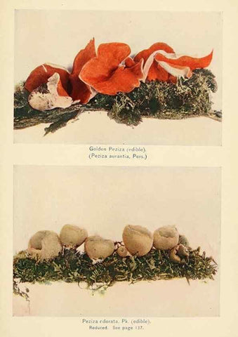 Reproducción/Reproduction 49345314298: The mushroom book.. New York,Doubleday, Page,1901.. 