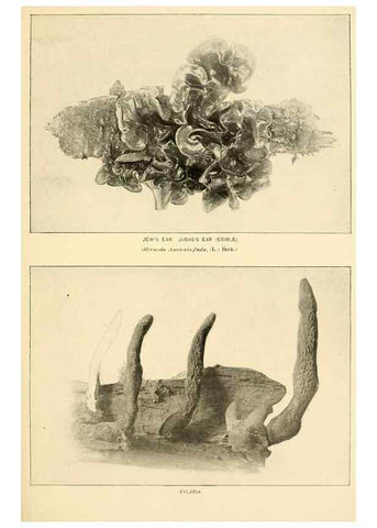 Reproducción/Reproduction 49345983882: The mushroom book.. New York,Doubleday, Page,1901.. 