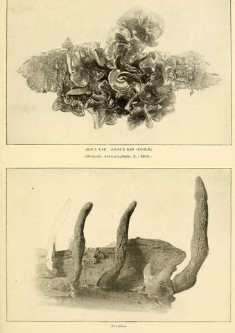 Reproducción/Reproduction 49345983882: The mushroom book.. New York,Doubleday, Page,1901.. 