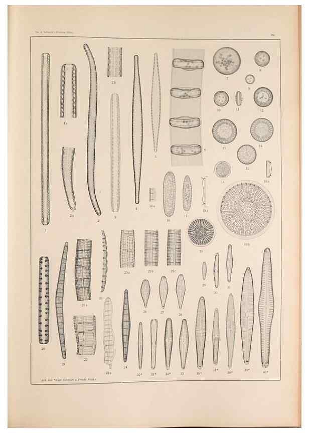 Reproducción/Reproduction 49352427861: Atlas der Diatomaceen-Kunde /. Leipzig :O.R. Reisland,[1874-19.. 