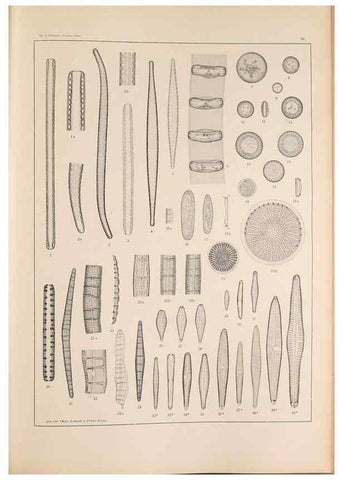 Reproducción/Reproduction 49352427861: Atlas der Diatomaceen-Kunde /. Leipzig :O.R. Reisland,[1874-19.. 