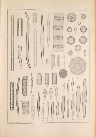 Reproducción/Reproduction 49352427861: Atlas der Diatomaceen-Kunde /. Leipzig :O.R. Reisland,[1874-19.. 