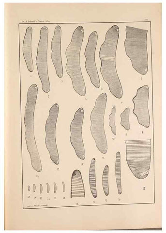 Reproducción/Reproduction 49352434446: Atlas der Diatomaceen-Kunde /. Leipzig :O.R. Reisland,[1874-19.. 