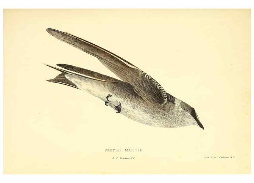 Reproducción/Reproduction 49353124207: Rural hours. New York,George P. Putnam,1851.. 