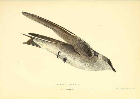 Reproducción/Reproduction 49353124207: Rural hours. New York,George P. Putnam,1851.. 