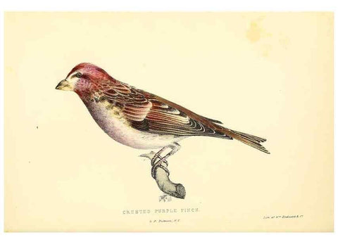 Reproducción/Reproduction 49352460898: Rural hours. New York,George P. Putnam,1851.. 