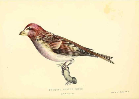 Reproducción/Reproduction 49352460898: Rural hours. New York,George P. Putnam,1851.. 