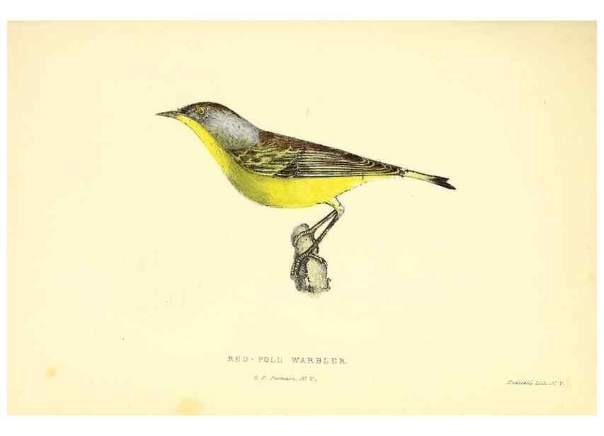 Reproducción/Reproduction 49352915031: Rural hours. New York,George P. Putnam,1851.. 