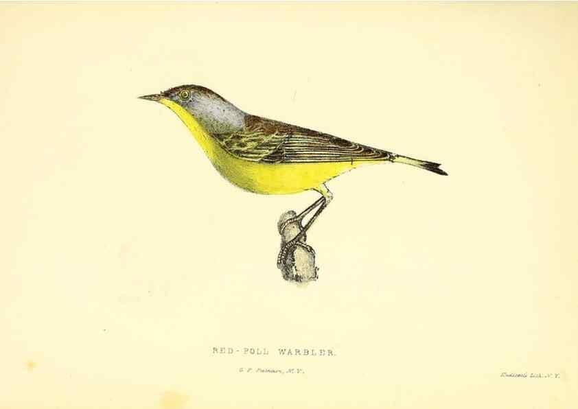 Reproducción/Reproduction 49352915031: Rural hours. New York,George P. Putnam,1851.. 