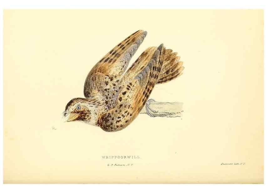 Reproducción/Reproduction 49353125577: Rural hours. New York,George P. Putnam,1851.. 