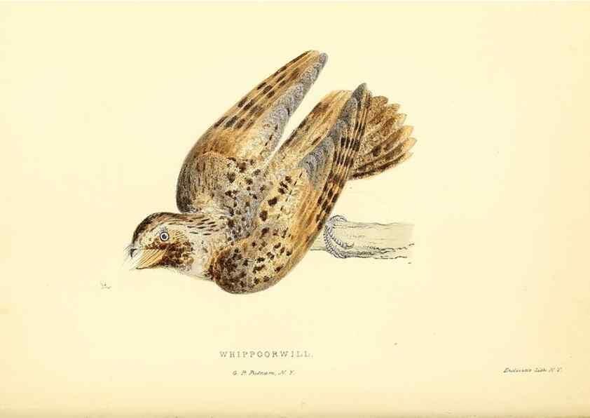 Reproducción/Reproduction 49353125577: Rural hours. New York,George P. Putnam,1851.. 