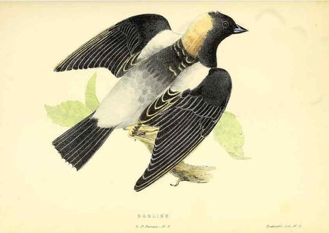 Reproducción/Reproduction 49352462698: Rural hours. New York,George P. Putnam,1851.. 