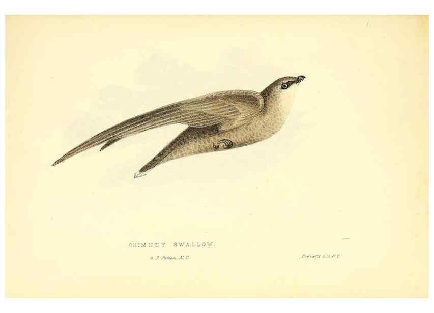 Reproducción/Reproduction 49353127087: Rural hours. New York,George P. Putnam,1851.. 