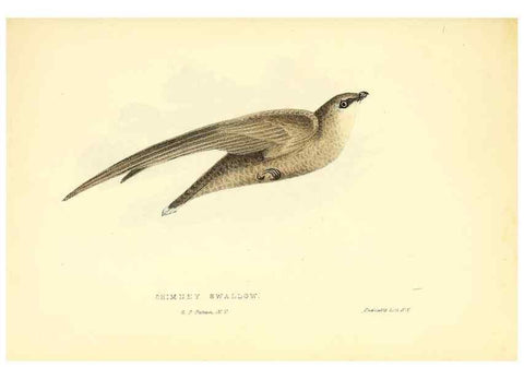 Reproducción/Reproduction 49353127087: Rural hours. New York,George P. Putnam,1851.. 