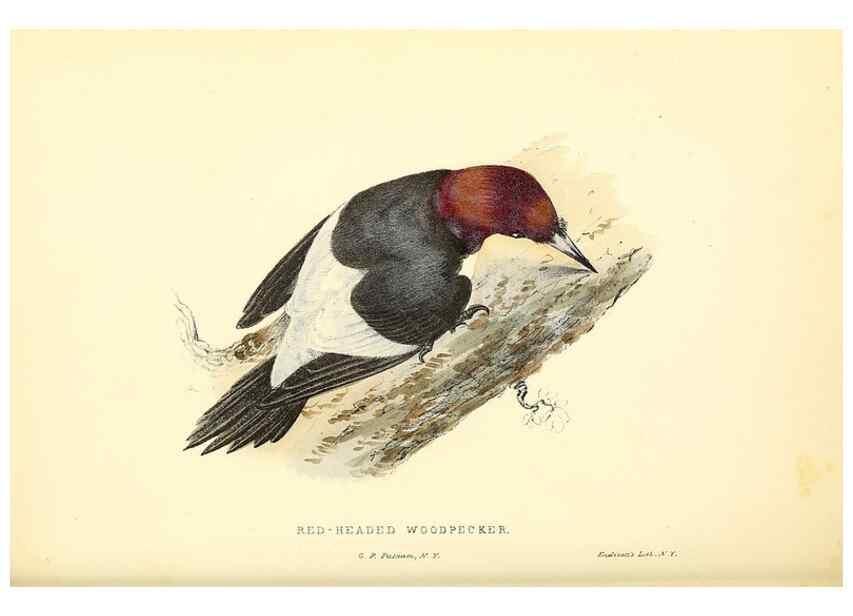 Reproducción/Reproduction 49353127572: Rural hours. New York,George P. Putnam,1851.. 