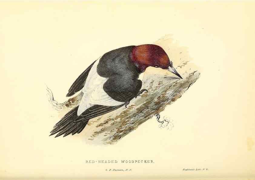 Reproducción/Reproduction 49353127572: Rural hours. New York,George P. Putnam,1851.. 