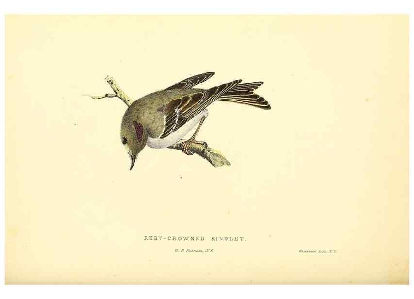 Reproducción/Reproduction 49352464533: Rural hours. New York,George P. Putnam,1851.. 