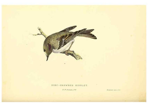 Reproducción/Reproduction 49352464533: Rural hours. New York,George P. Putnam,1851.. 