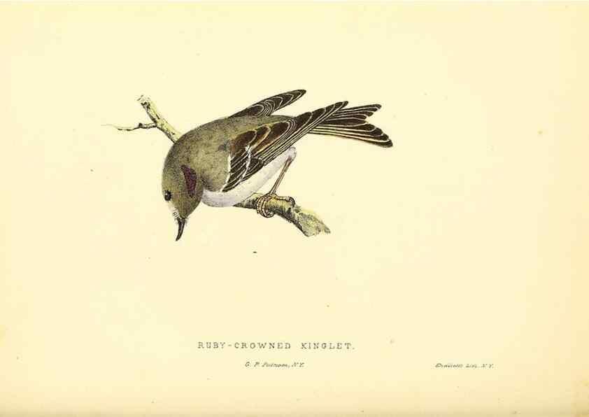 Reproducción/Reproduction 49352464533: Rural hours. New York,George P. Putnam,1851.. 