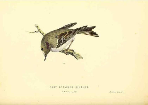 Reproducción/Reproduction 49352464533: Rural hours. New York,George P. Putnam,1851.. 