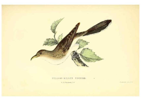 Reproducción/Reproduction 49353129057: Rural hours. New York,George P. Putnam,1851.. 
