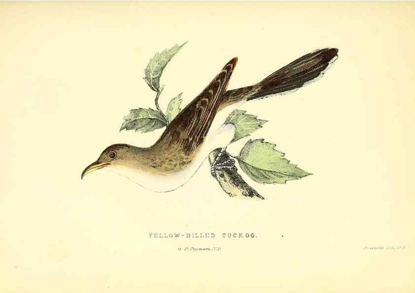 Reproducción/Reproduction 49353129057: Rural hours. New York,George P. Putnam,1851.. 