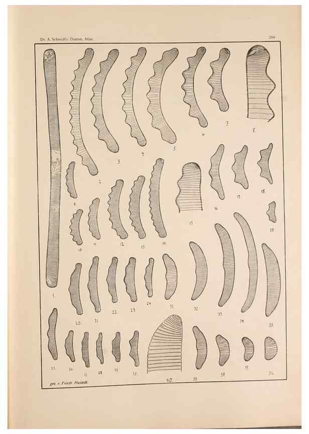 Reproducción/Reproduction 49352433996: Atlas der Diatomaceen-Kunde /. Leipzig :O.R. Reisland,[1874-19.. 