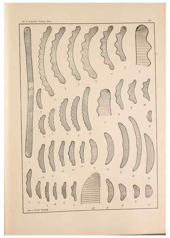 Reproducción/Reproduction 49352433996: Atlas der Diatomaceen-Kunde /. Leipzig :O.R. Reisland,[1874-19.. 