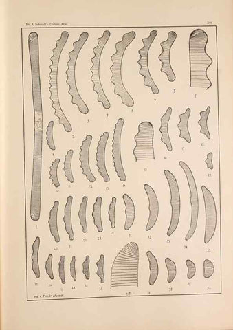 Reproducción/Reproduction 49352433996: Atlas der Diatomaceen-Kunde /. Leipzig :O.R. Reisland,[1874-19.. 