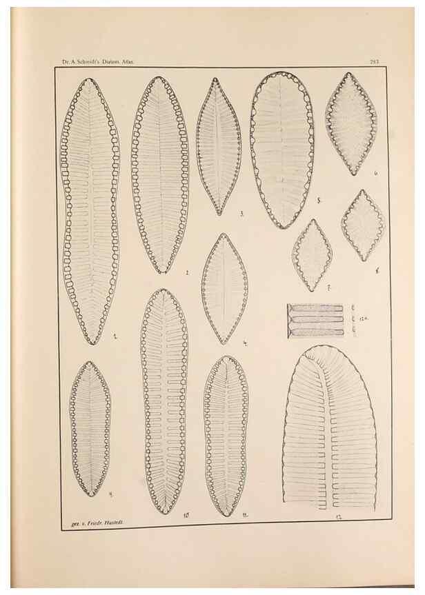 Reproducción/Reproduction 49352639262: Atlas der Diatomaceen-Kunde /. Leipzig :O.R. Reisland,[1874-19.. 