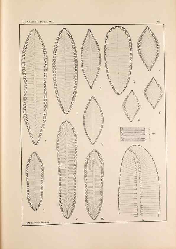 Reproducción/Reproduction 49352639262: Atlas der Diatomaceen-Kunde /. Leipzig :O.R. Reisland,[1874-19.. 