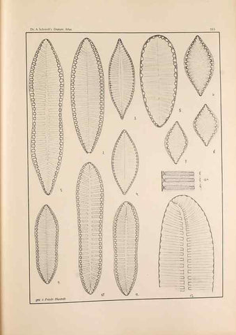 Reproducción/Reproduction 49352639262: Atlas der Diatomaceen-Kunde /. Leipzig :O.R. Reisland,[1874-19.. 