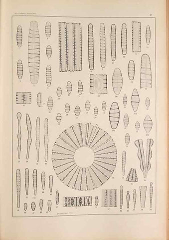 Reproducción/Reproduction 49352634082: Atlas der Diatomaceen-Kunde /. Leipzig :O.R. Reisland,[1874-19.. 