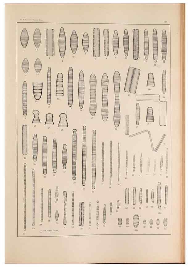 Reproducción/Reproduction 49352428406: Atlas der Diatomaceen-Kunde /. Leipzig :O.R. Reisland,[1874-19.. 