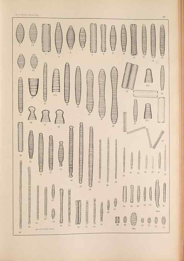 Reproducción/Reproduction 49352428406: Atlas der Diatomaceen-Kunde /. Leipzig :O.R. Reisland,[1874-19.. 