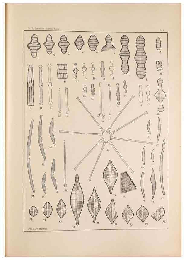 Reproducción/Reproduction 49352428661: Atlas der Diatomaceen-Kunde /. Leipzig :O.R. Reisland,[1874-19.. 