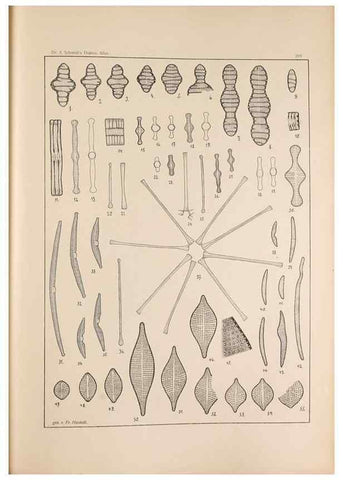 Reproducción/Reproduction 49352428661: Atlas der Diatomaceen-Kunde /. Leipzig :O.R. Reisland,[1874-19.. 