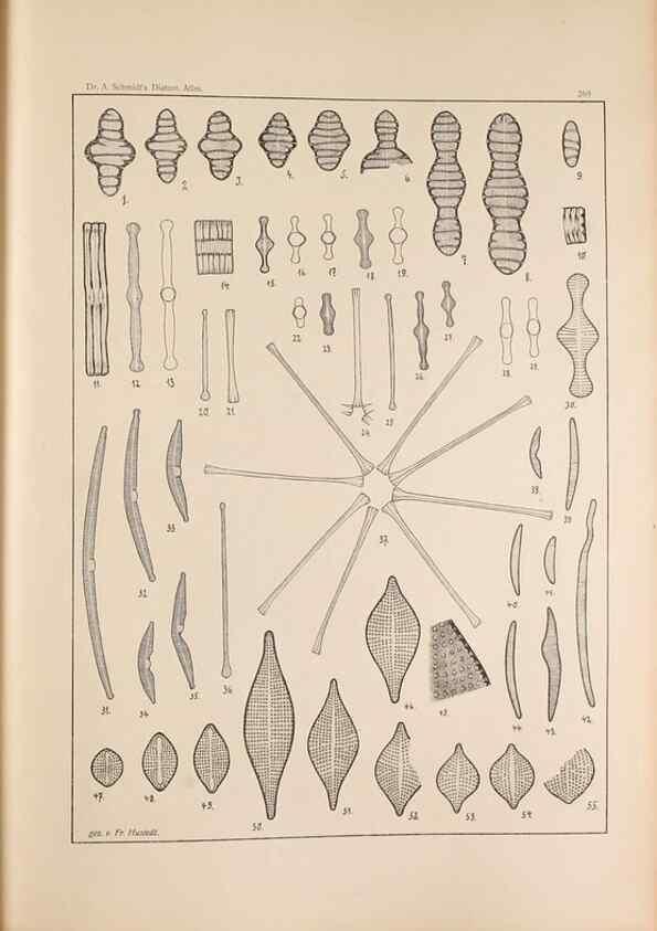 Reproducción/Reproduction 49352428661: Atlas der Diatomaceen-Kunde /. Leipzig :O.R. Reisland,[1874-19.. 