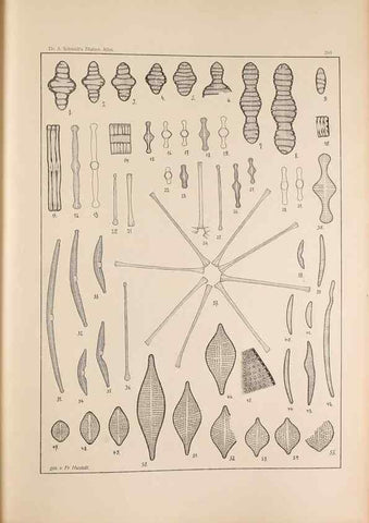 Reproducción/Reproduction 49352428661: Atlas der Diatomaceen-Kunde /. Leipzig :O.R. Reisland,[1874-19.. 