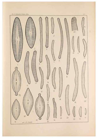 Reproducción/Reproduction 49352429096: Atlas der Diatomaceen-Kunde /. Leipzig :O.R. Reisland,[1874-19.. 