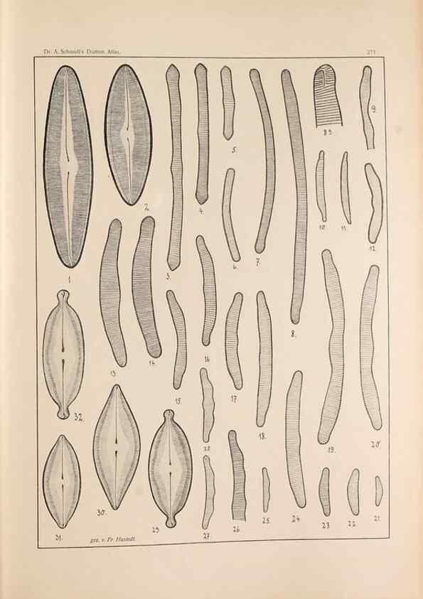 Reproducción/Reproduction 49352429096: Atlas der Diatomaceen-Kunde /. Leipzig :O.R. Reisland,[1874-19.. 