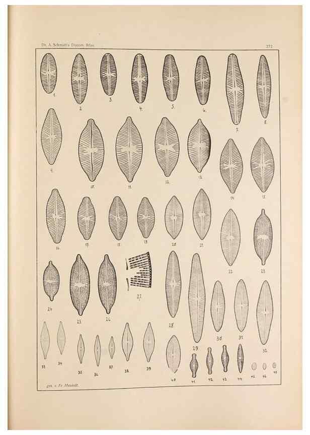 Reproducción/Reproduction 49352429341: Atlas der Diatomaceen-Kunde /. Leipzig :O.R. Reisland,[1874-19.. 