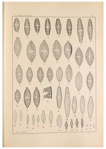 Reproducción/Reproduction 49352429341: Atlas der Diatomaceen-Kunde /. Leipzig :O.R. Reisland,[1874-19.. 